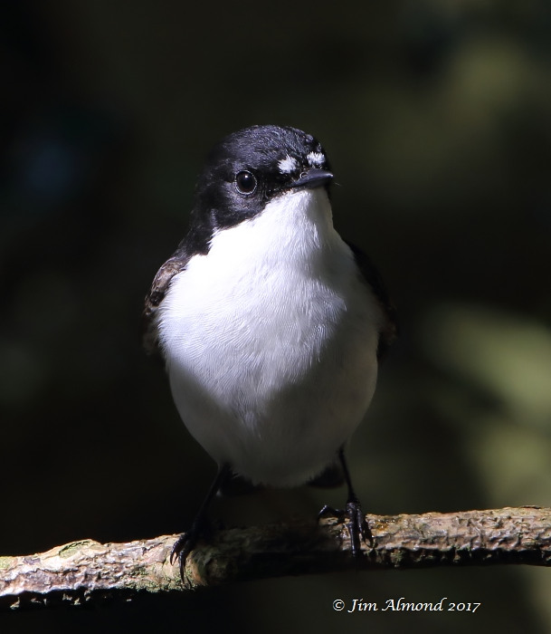 Pied flycatcher