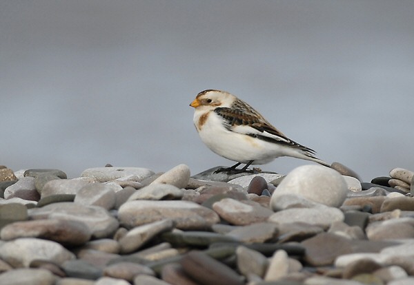 Snow Bunting