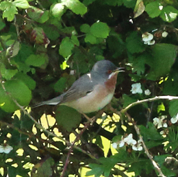 Eastern Subalpine Warbler