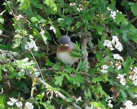 Eastern Subalpine Warbler