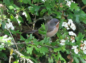 Eastern Subalpine Warbler