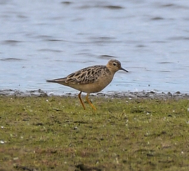 Buff-breasted Sandpiper