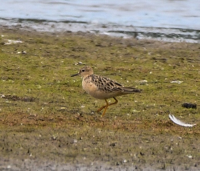 Buff-breasted Sandpiper