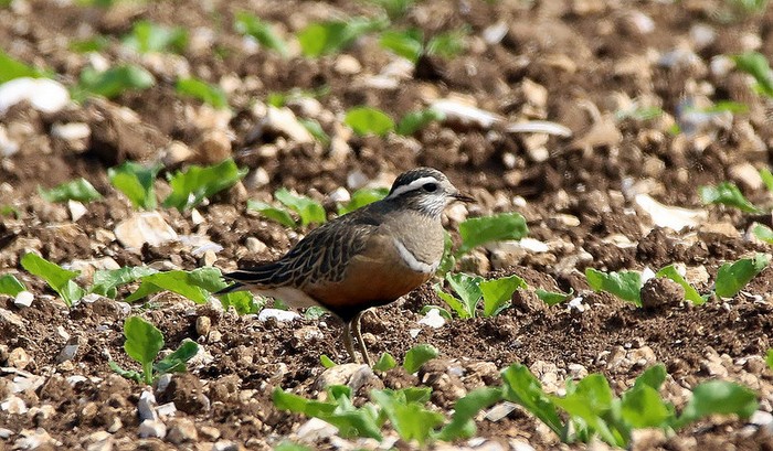 Dotterel