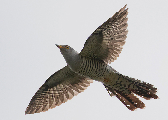 Cuckoo