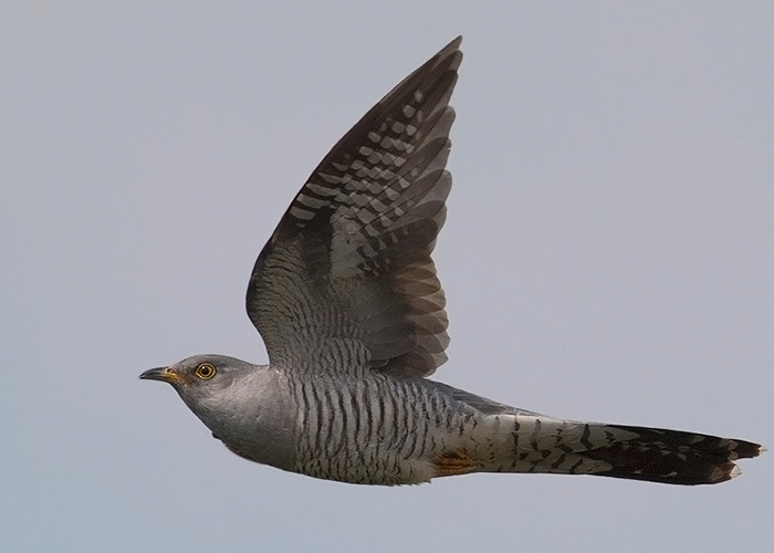 Cuckoo