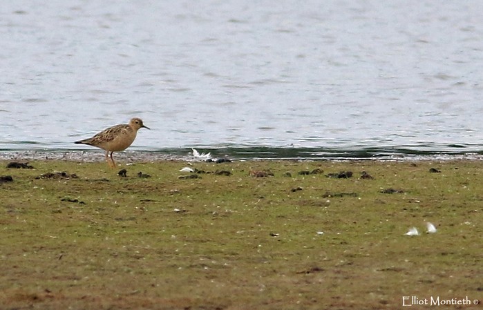 Buff-breasted Sandpiper