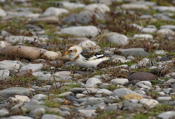 Snow Bunting