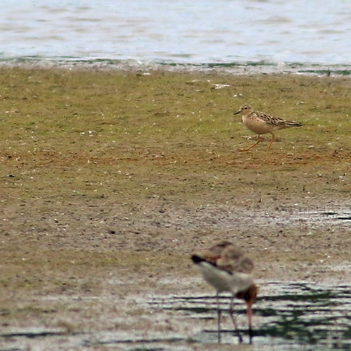 Buff-breasted Sandpiper