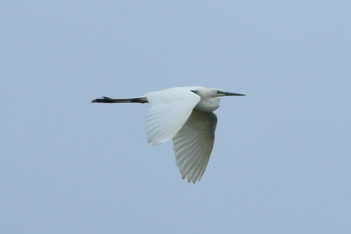 Great White Egret