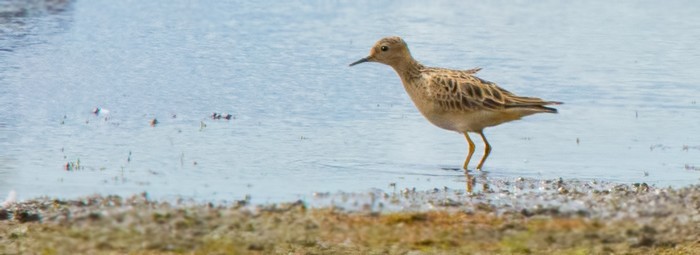Buff-breasted Sandpiper