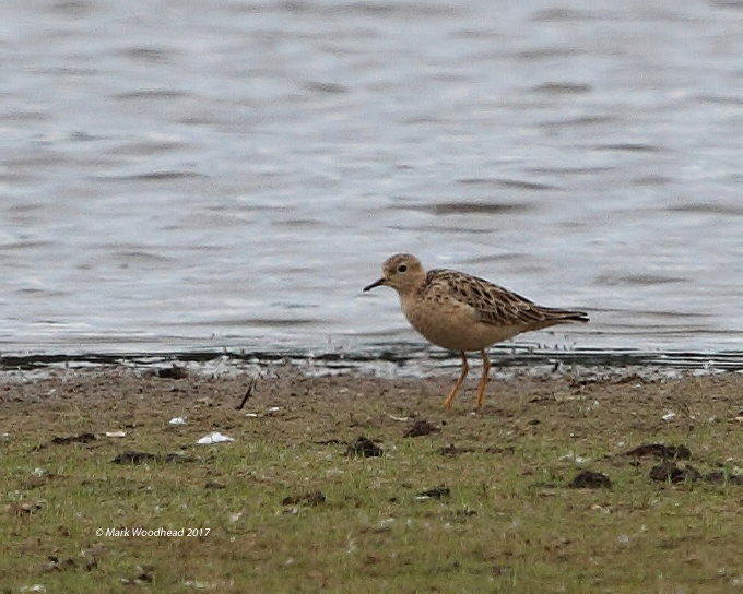 Buff-breasted Sandpiper