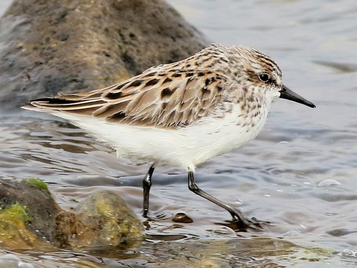 Semipalmated Sandpiper