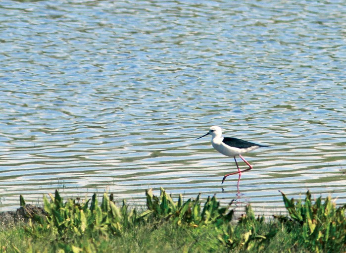 Black-winged Stilt