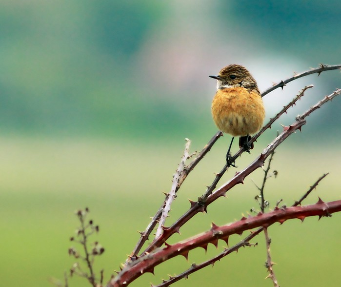 Stonechat
