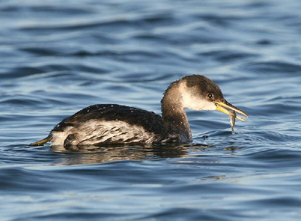 Red-necked Grebe