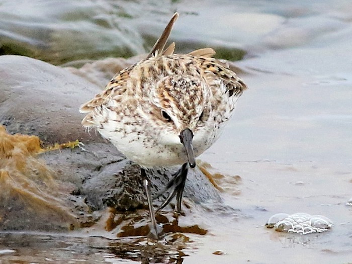 Semipalmated Sandpiper