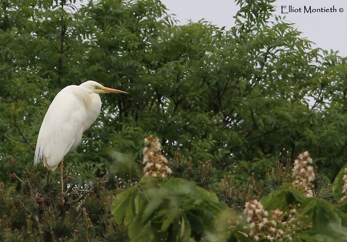 Great White Egret