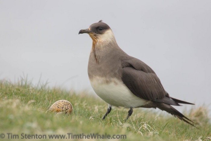 Arctic Skua