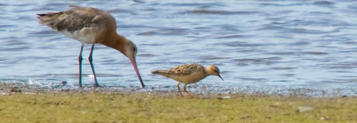 Buff-breasted Sandpiper