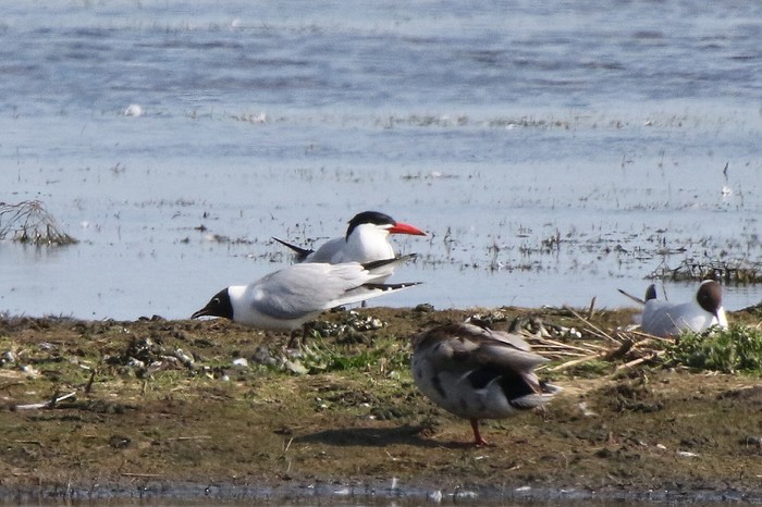 Caspian Tern