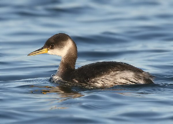 Red-necked Grebe