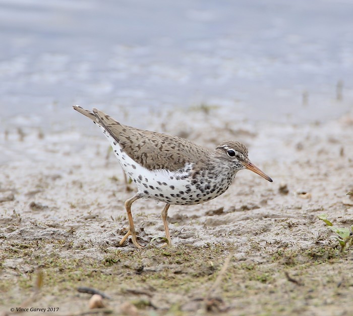 Spotted Sandpiper