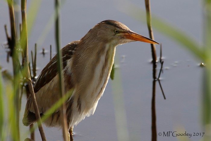 Little Bittern