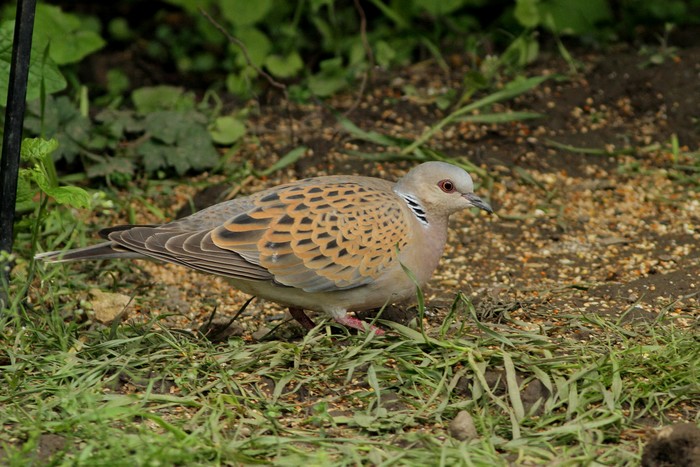 Turtle Dove