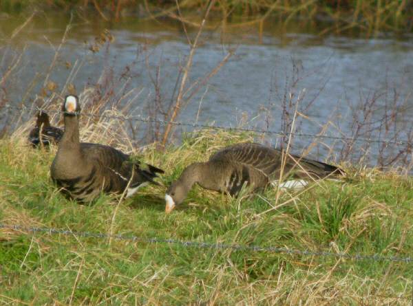 Greenland White-fronted Goose