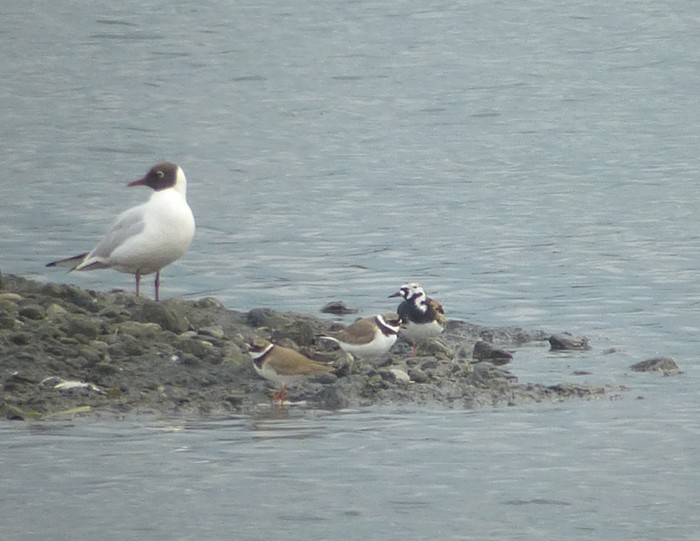 Turnstone
