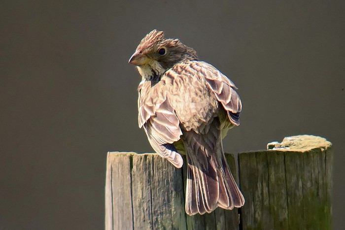 Corn Bunting
