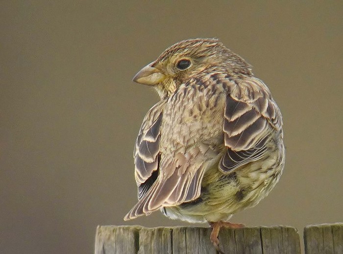 Corn Bunting