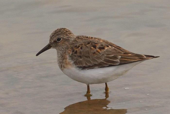 Temminck's Stint