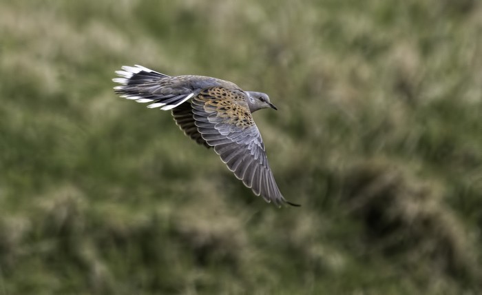 Turtle Dove