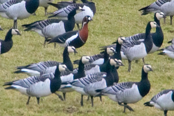 Red-breasted Goose