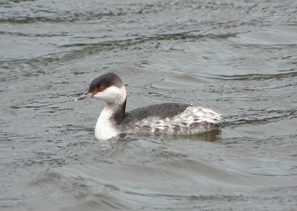 Slavonian Grebe