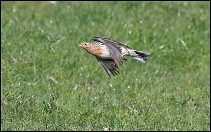 Red-throated Pipit