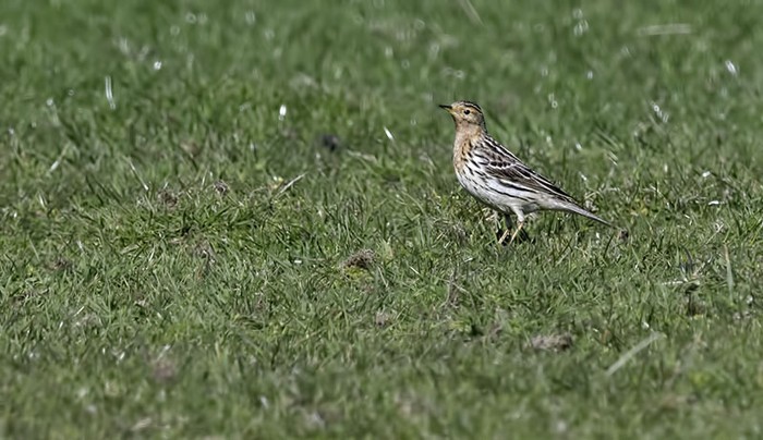 Red-throated Pipit
