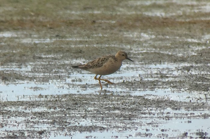 Buff-breasted Sandpiper