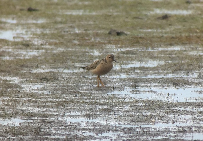 Buff-breasted Sandpiper