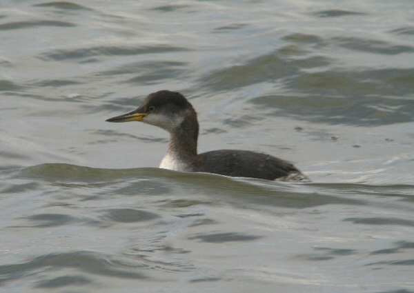 Red-necked Grebe