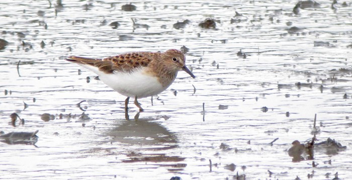 Temminck's Stint
