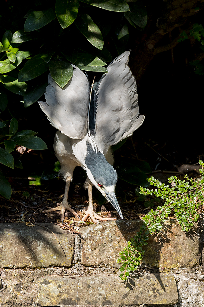 Night Heron