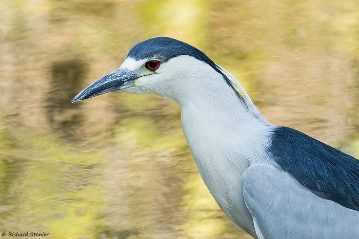 Night Heron