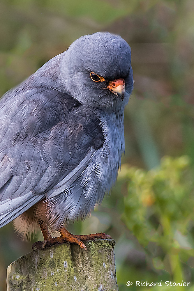 Red-footed Falcon
