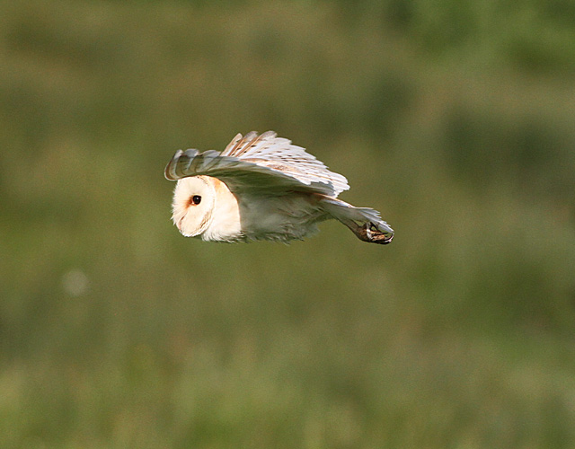 Barn Owl