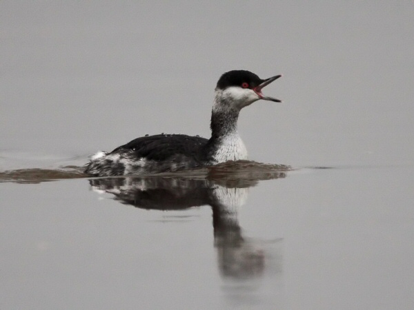 Slavonian Grebe