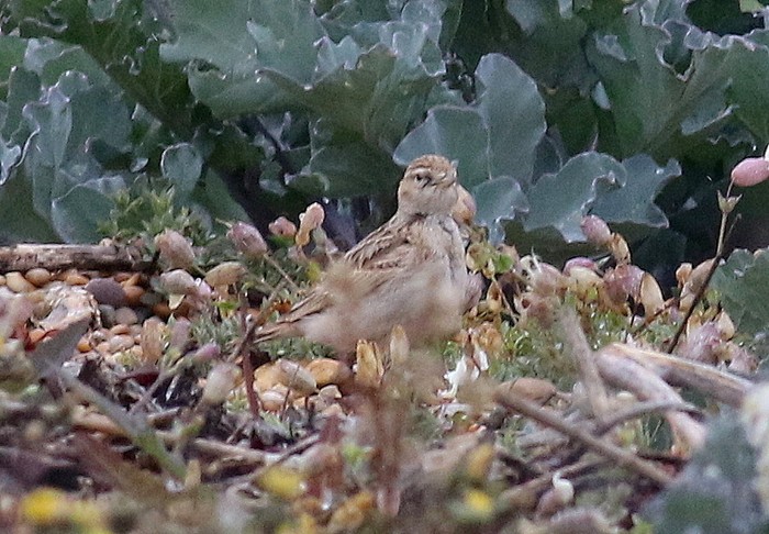 Short-toed Lark