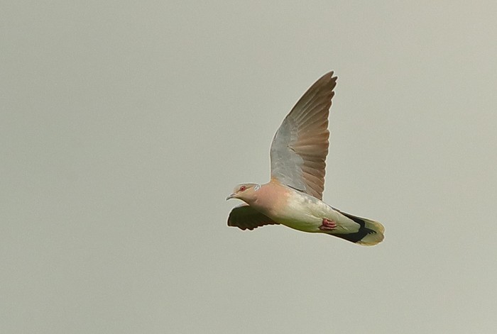 Turtle Dove